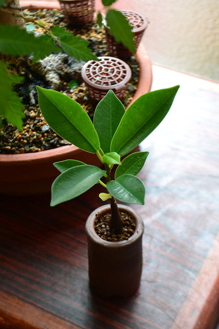 mogu-gajyumaru-bonsai-20190708.jpg